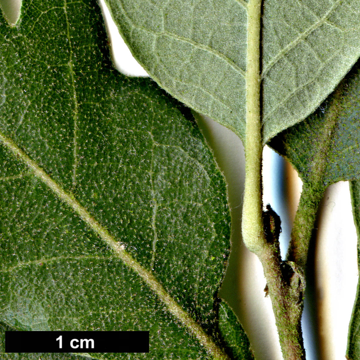 High resolution image: Family: Fagaceae - Genus: Quercus - Taxon: ×hispanica - SpeciesSub: 'Diversifolia' (Q.cerris × Q.suber)